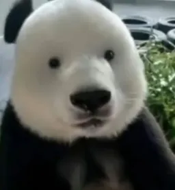 panda2 profile picture